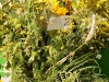 dsc03931_1